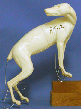 CRF2 Red Fox - Peter Knapton