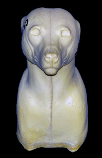 CCOS4 Coyote -Shoulder - Peter Knapton