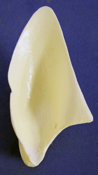 CST104 Coyote Ear Liners