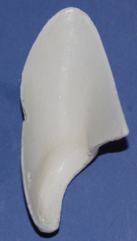 CST108 Gray Fox Ear Liners