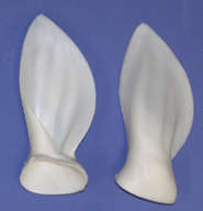 Whitetail Earliners - Ears Forward