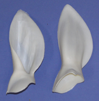 Whitetail Earliners - Ears Back