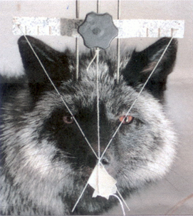 Symmetry Cross by Brian Harness