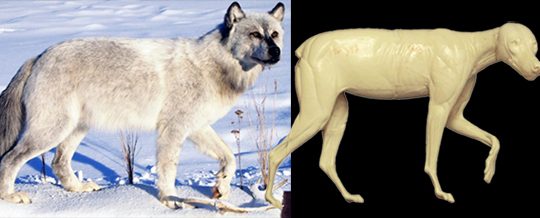 CTW346 Timber Wolf - Peter Knapton