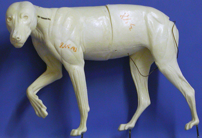 CTW348 Timber Wolf - Peter Knapton