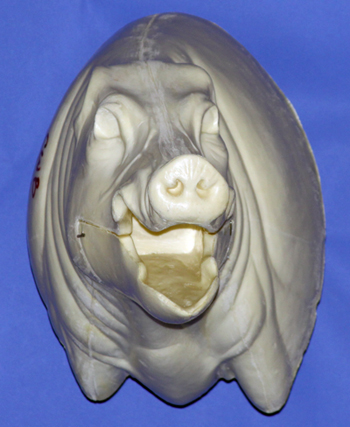 CWB01L Wild Boar - Open Mouth