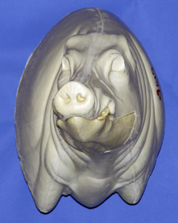 CWB01R CM Wild Boar - Closed Mouth