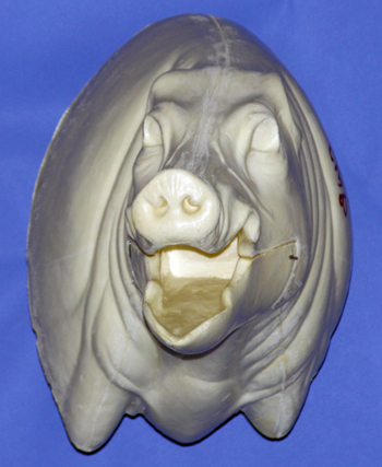 CWB01R Wild Boar - Open Mouth