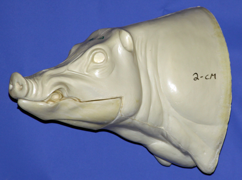 CWB02S CM Wild Boar - Closed Mouth