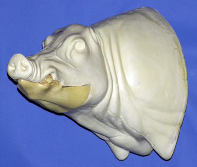 CWB03L CM Wild Boar - Closed Mouth