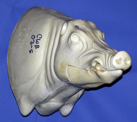 CWB03S CM Wild Boar - Closed Mouth