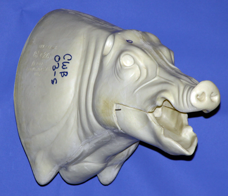 CWB03S Wild Boar - Open Mouth
