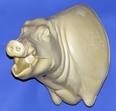 CWB04L Wild Boar - Open Mouth