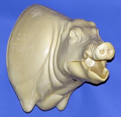 CWB04R Wild Boar - Open Mouth