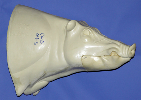 CWB04S CM Wild Boar - Closed Mouth