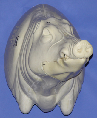 CWB05L CM Wild Boar - Closed Mouth