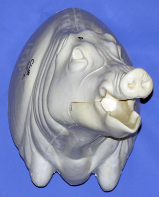 CWB05L Wild Boar - Open Mouth