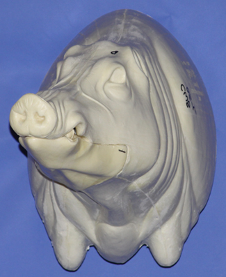 CWB05R CM Wild Boar - Closed Mouth