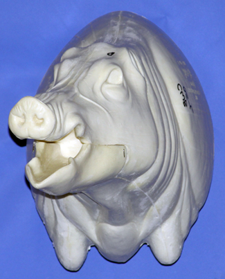CWB05R Wild Boar - Open Mouth