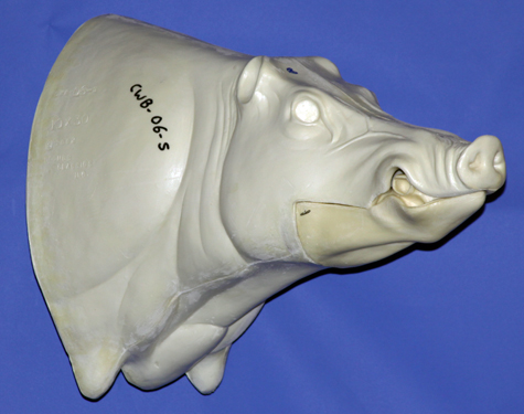 CWB06S CM Wild Boar - Closed Mouth