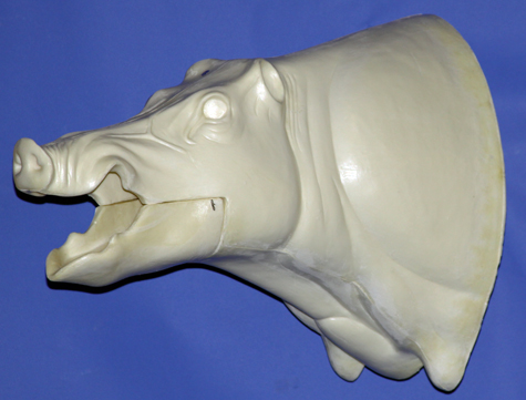 CWB06S Wild Boar - Open Mouth