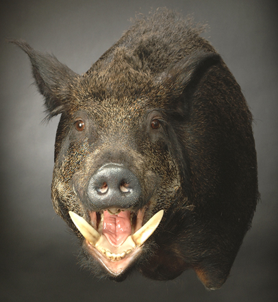 CWB07L Wild Boar - Open Mouth