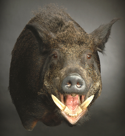 CWB07R Wild Boar - Open Mouth