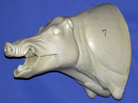 CWB07S Wild Boar - Open Mouth
