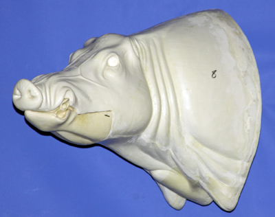 CWB08L CM Wild Boar - Closed Mouth