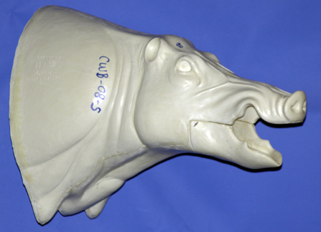 CWB08S Wild Boar - Open Mouth