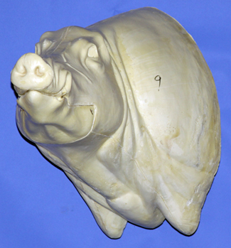 CWB09L CM Wild Boar - Closed Mouth