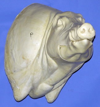 CWB09R CM Wild Boar - Closed Mouth