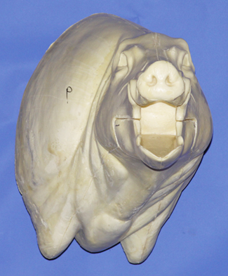 CWB09R Wild Boar - Open Mouth