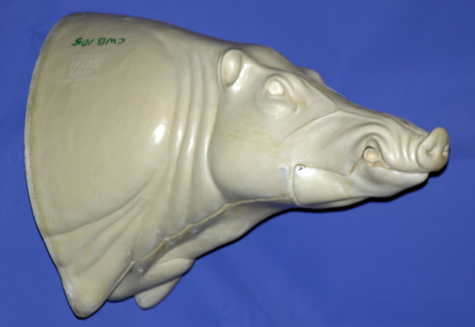 CWB10S CM Wild Boar - Closed Mouth