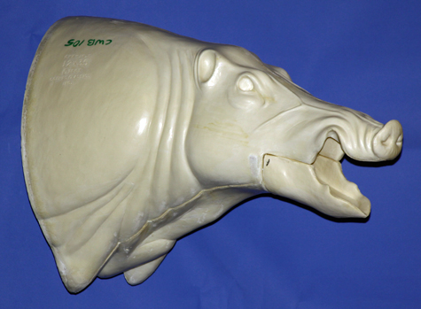 CWB10S Wild Boar - Open Mouth