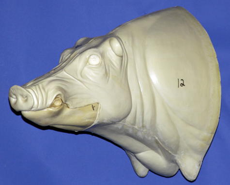 CWB12S CM Wild Boar - Closed Mouth