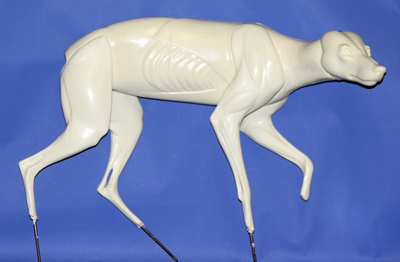 CY6477 Coyote - Brian Harness