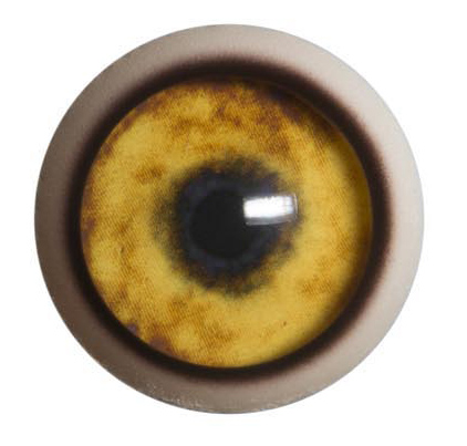 CY18WB Coyote with Band 18 MM