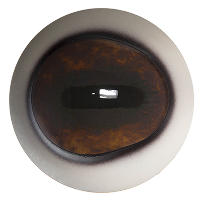 DCE34 Elk 34 MM Defined Cornea
