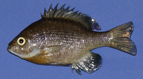 Freeze Dried Bluegill Left Side