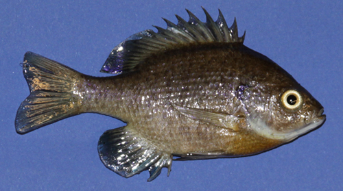 Freeze Dried Bluegill Right Side