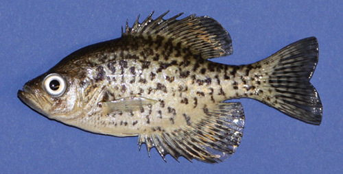 Freeze Dried Crappie Left Side