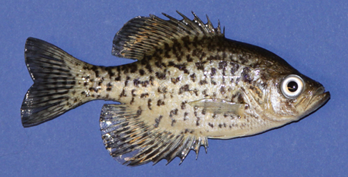 Freeze Dried Crappie Right Side
