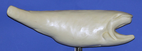 CFRFR551 Redfish by Gerald Flynn