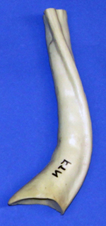CFTN135 Neck