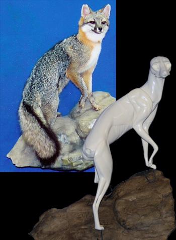 GF3110  Gray Fox - Brian Harness