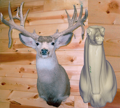 MD002 Upright Buck Shoulder