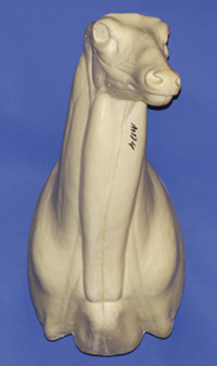 MD004 Upright Buck Shoulder