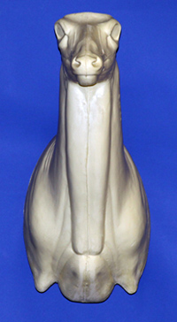 MD016 Upright Buck Shoulder