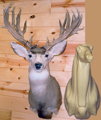 MD025 Upright Buck Shoulder
